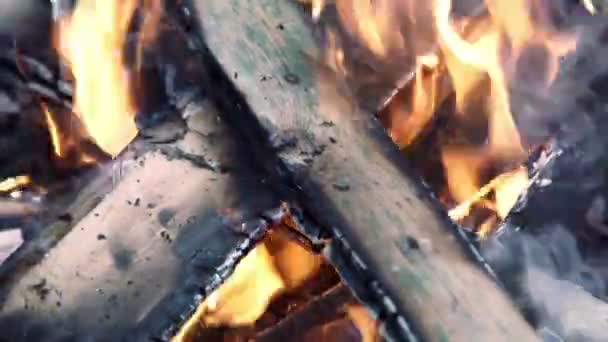 Un feu brûlant dans la forêt — Video