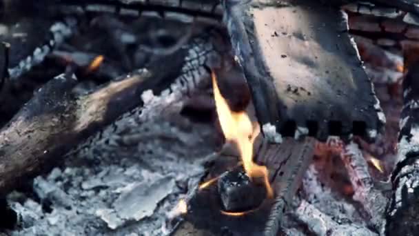 Un feu brûlant dans la forêt — Video