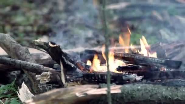 在森林里的火 — 图库视频影像