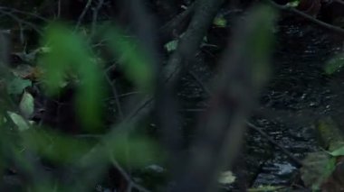 Sonbaharda ormandaki nehir akar