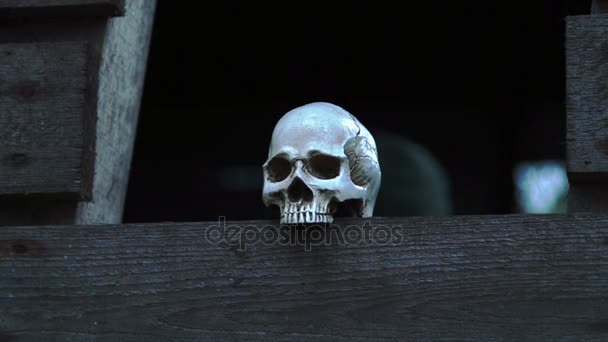 Menselijke schedels staande op een houten plank — Stockvideo
