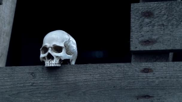 Menselijke schedels staande op een houten plank — Stockvideo