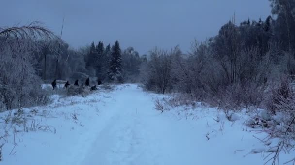 A téli erdőben katonai fegyverek — Stock videók