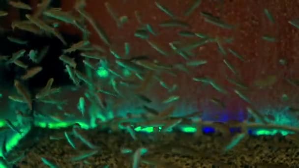 Schwarmfische schwimmen im Aquarium unter Wasser. Fische im heimischen Aquarium — Stockvideo