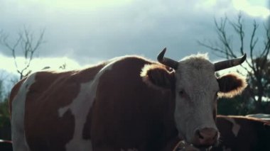 Boynuzlu inek kırsal çiftliğinde çiftlikte kamera arıyorum. Hayvan çiftliğinde inek kadar kapatın