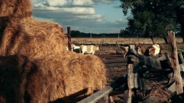 Manzara süt sığır hayvan çiftliğinde mera üzerinde yürüme