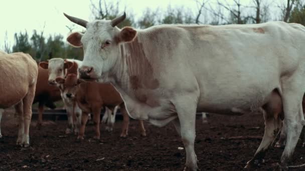 Vaca blanca de pie en el pasto de la granja rural. Rebaño de vacas que pastan en el ganado — Vídeos de Stock