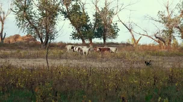 Manada de vacas corriendo en el campo rural. Pastor de perros pastorea vacas en granja ganadera — Vídeo de stock