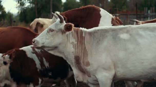 Vacas blancas y rojas en pastos en granjas rurales. Rebaño de vacas pastando en la aldea — Vídeos de Stock