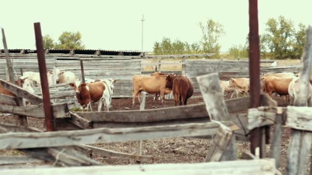 Herd of cows on ranch at livestock farm. Breeding milk cattle on animal farm — Stock Video