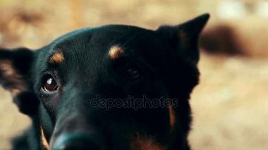 Kamera seyir siyah Alman çoban köpeği. Portre siyah çoban