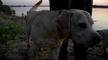 Labrador retriever sonraki sahibi bacaklar ayakta. Labrador retriever görünümlü kamera