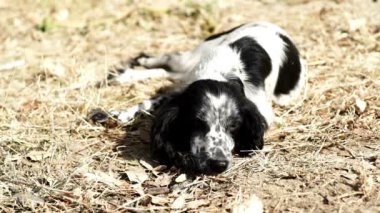 Yavru horoz İspanyol siyah ve beyaz renkli kuru çim üzerinde yalan. . Kamera seyir köpek