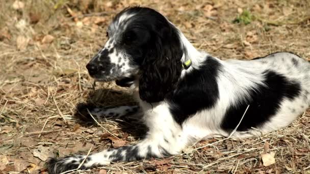 Cocker spaniel with black and white color lying on dry grass — Stock Video