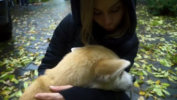 Close up young woman owner petting akita inu dog. Woman playing with akita dog — Stock Video