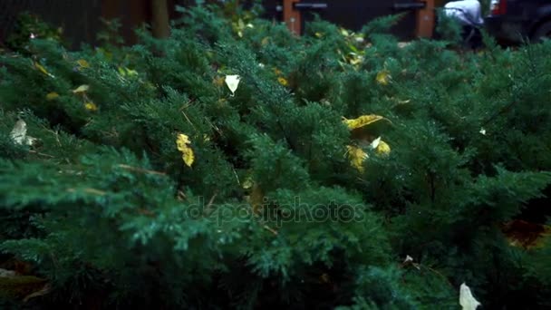 Yellow autumn leaves lying on green branches bush in garden — Stock Video