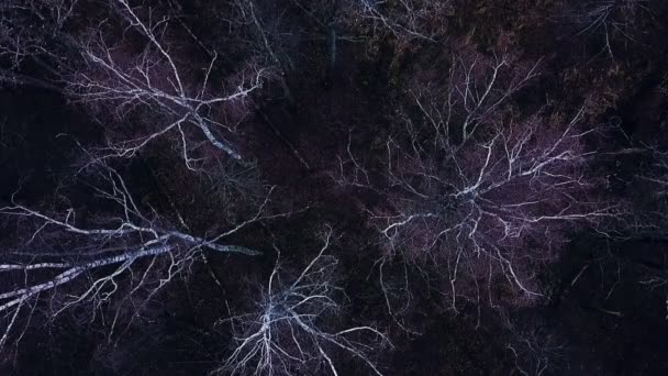 Paisagem aérea árvore nua sem folhagem na floresta de outono na estação de inverno da véspera — Vídeo de Stock