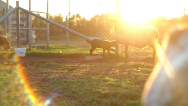 Chèvres et moutons debout sur le paddock à la ferme rurale. Elevage de petits bovins — Video