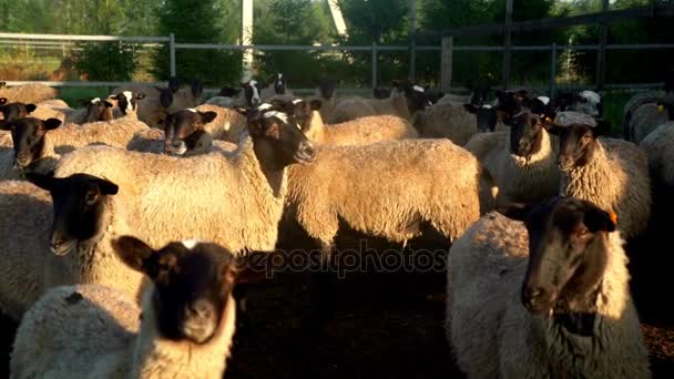 Стадо овец и баранов, стоящих на загоне на животноводческой ферме. Разведение скота — стоковое видео