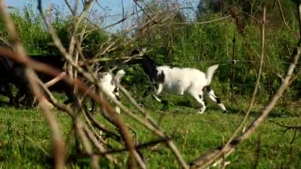 Rebaño de cabras corriendo en el prado verde en la granja rural. Ganadería — Vídeos de Stock