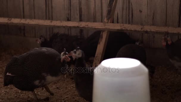 Fürj a tyúkól állattartó gazdaságban. Baromfitenyésztés. Madár-farm — Stock videók