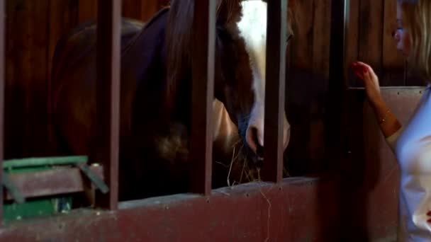 Mujer joven tocando el caballo en la casa del establo. Mujer y caballo en establo de granja — Vídeos de Stock