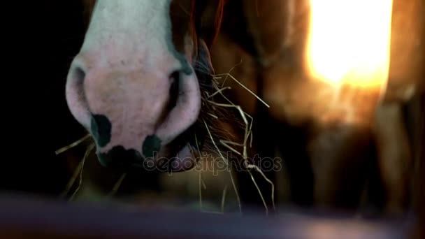Hästen äter hö i stabil nära upp. Häst ansikte. Stabilt hus. Landsbygdens jordbruk. — Stockvideo