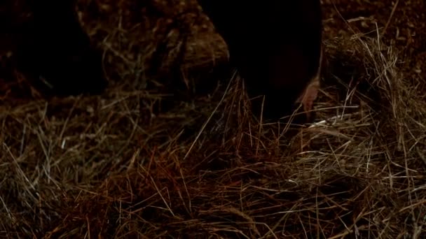 Лошадиное сено, лежащее на полу в конюшне. Лошадиное ранчо. Домашние животные — стоковое видео