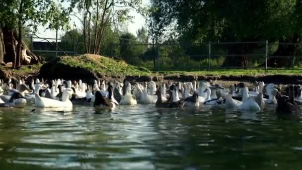 Gänseschwarm schwimmt im Teich in Vogelfarm. Wasservogel in Nutztierfarm — Stockvideo