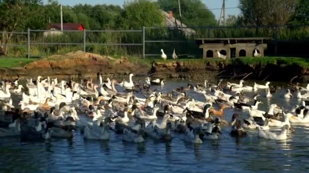 Rebanho de patos e gansos flutuando na lagoa de água na fazenda de pássaros. Aves de capoeira — Vídeo de Stock
