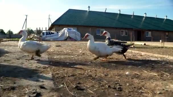 Gregge di oche e anatre che corrono alla fattoria degli uccelli. Allevamento di pollame. Paesaggio rurale — Video Stock