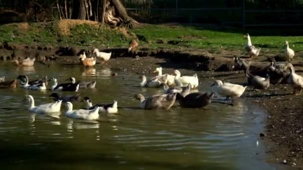 Rebanho de ganso e patos entrando na lagoa de água na fazenda de aves. Aves aquáticas — Vídeo de Stock