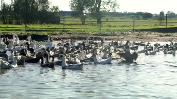 Rebanho paisagístico de patos e gansos flutuando na lagoa de água na fazenda de pássaros — Vídeo de Stock