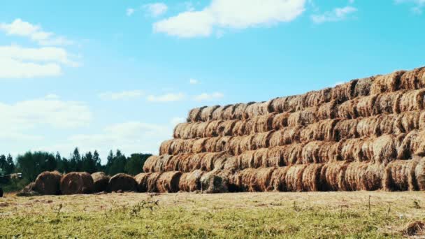 Farming tractor moving on agricultural field on background haystacks — Stock Video