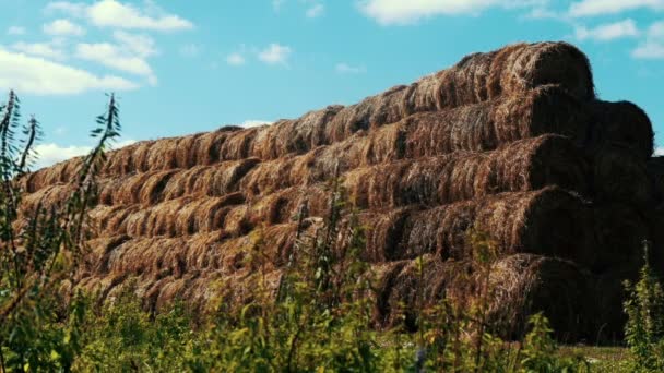 Haystacks on farming field agricultural farm. Bales hay stacks — Stock Video