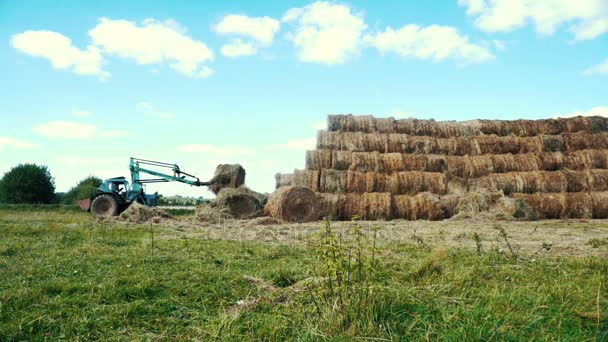 Agricultural tractor heaping hay stacks on farming field. Farming industry — Stock Video