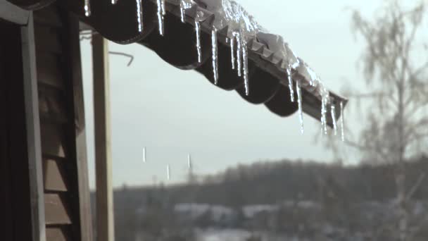 Melting icicles hanging on edge roof at winter landscape. Eavesdropping from shining and melting icicles on spring landscape close up. — Stock Video