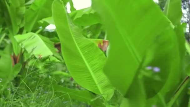 Κοντινό πλάνο φυτών πράσινων φύλλων μπανάνας στη φάρμα. — Αρχείο Βίντεο