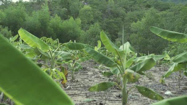 Zöld banánnövények az erdő kis mezején. — Stock videók