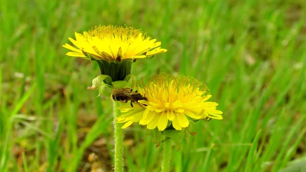 Biene Und Blumen Sommergarten — Stockfoto