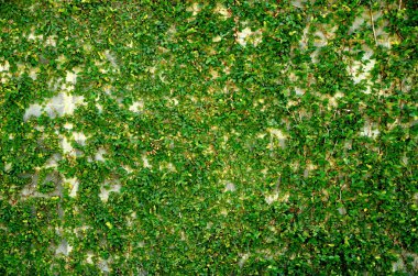 Yeşil sarmaşık, sarmaşık