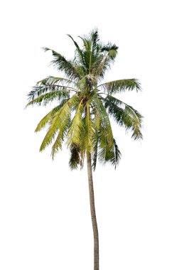 Hindistan cevizi palmiyesi 