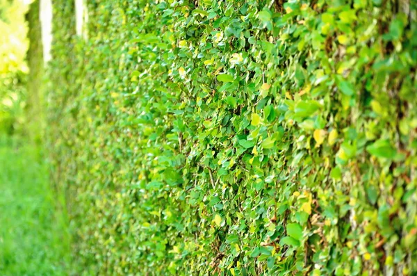 Groene klimplant, ivy — Stockfoto