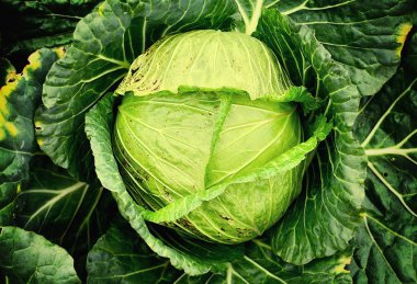 Bahçede organik lahana