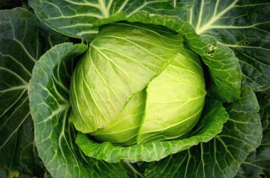 Bahçede organik lahana