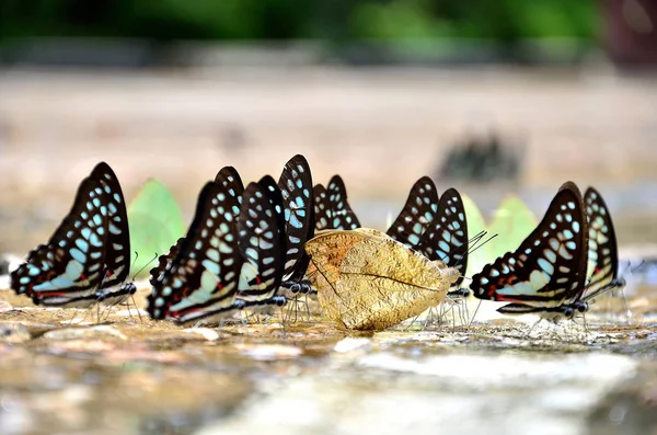 A borboleta Tigre Azul no chão — Fotografia de Stock