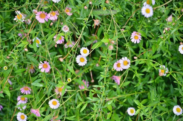 Blume und Gras — Stockfoto