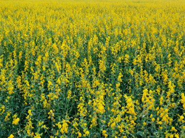 Sunhemp çiçek (Crotalaria juncea) alanı 