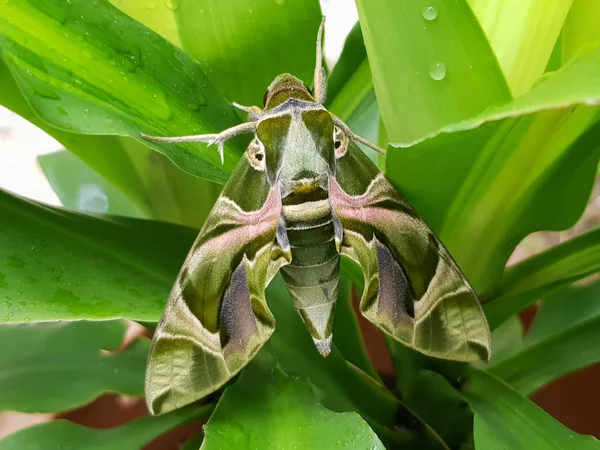 Δάφνις Nerii Hawk Moth Πράσινο Φύλλο — Φωτογραφία Αρχείου