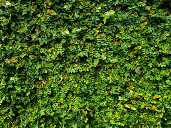 Зеленая Стена Текстурированного Фона — стоковое фото